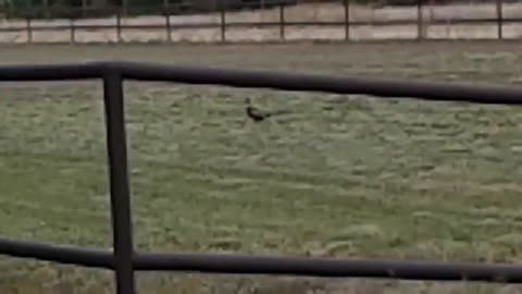 Ringneck pheasant