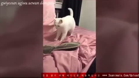 Funny Cats Will Make You Laugh For Hours