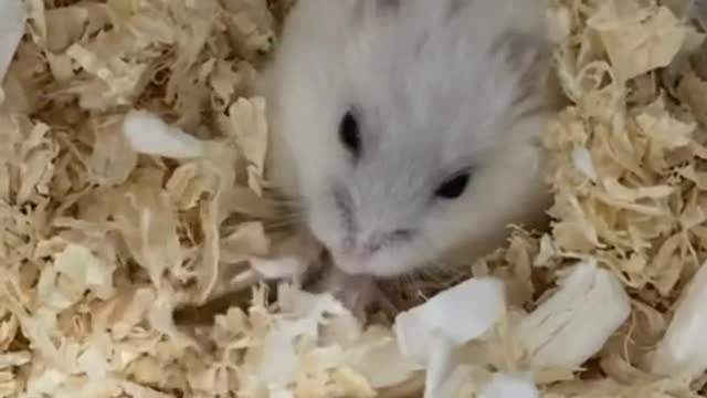 The one who pops up when I give him the worm.
