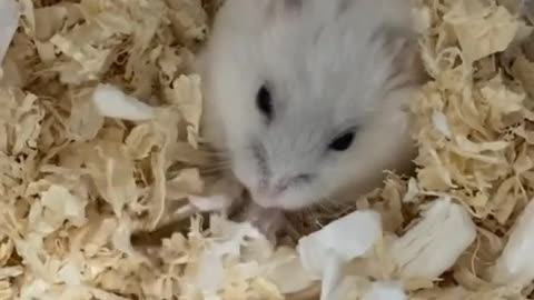 The one who pops up when I give him the worm.