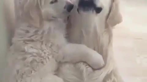 Funny Dog Videos 2021 It's time to LAUGH with Dog's life3