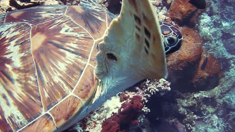 beautiful Turtle in the sea