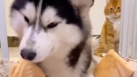 Husky and Golden Retrievers First Impression to Their Best Friend Newborn Kitten
