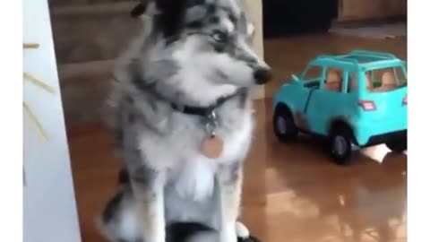 Dogs Ride