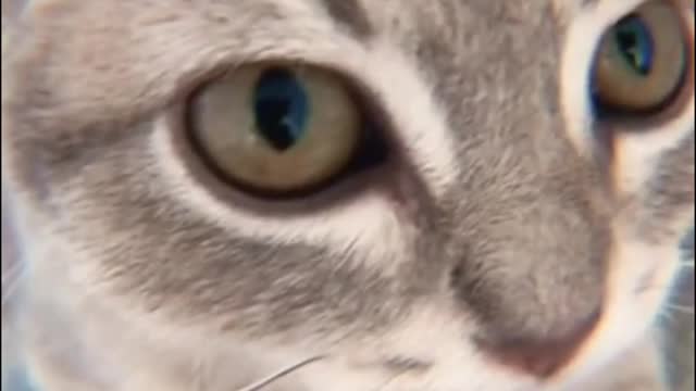 The cat seemed to know where the camera was and kept staring at it