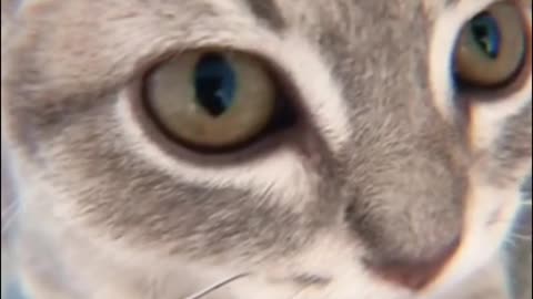 The cat seemed to know where the camera was and kept staring at it