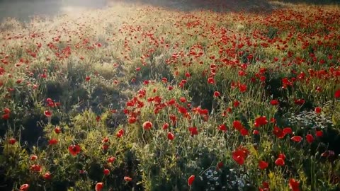 HD flower video Amazing nature