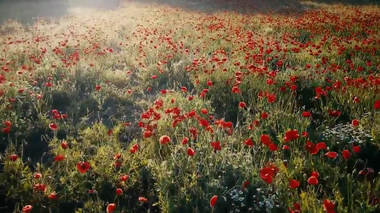 HD flower video Amazing nature