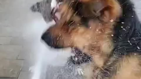 Funny dogs #short #cat #animal