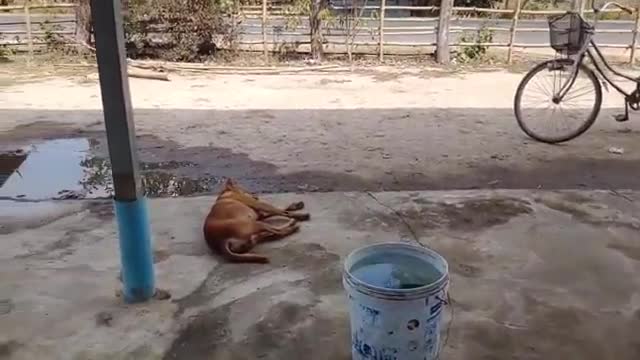 Wow Nice Fake Tiger Prank Dog!!! Dog Run Very Funny Prank Video 202