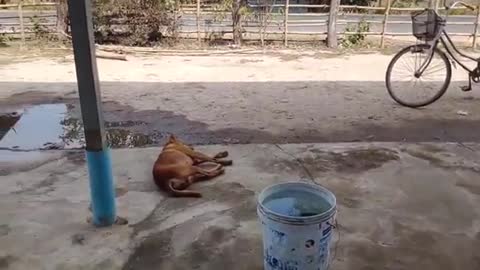Wow Nice Fake Tiger Prank Dog!!! Dog Run Very Funny Prank Video 202