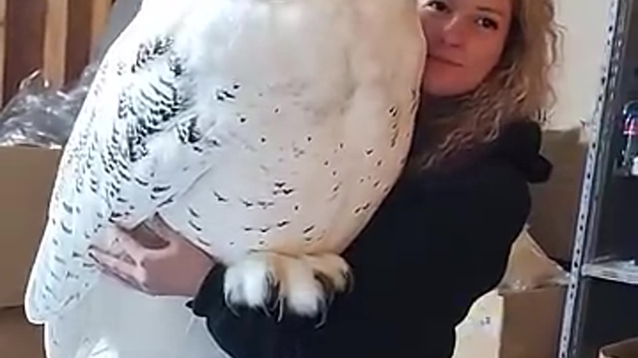 Big OWL - Unreal animals