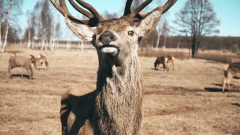 Many beautiful brown deer and fawns walking in the nature