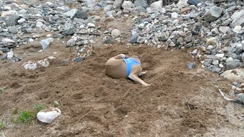 River Dog