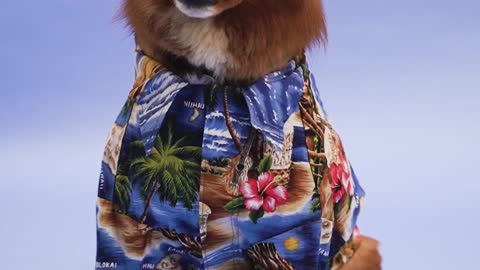A Fashionable Dog