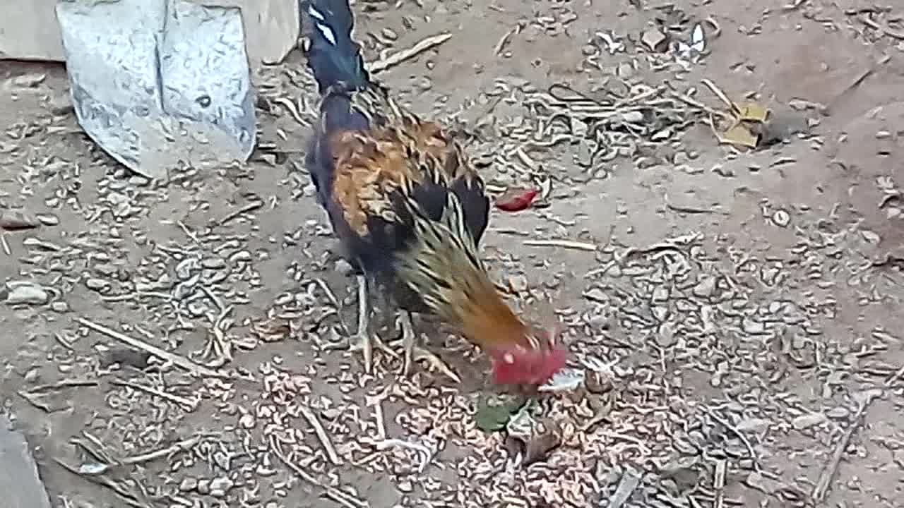 Dick is very beautiful and he eats
