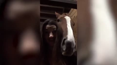 crazy funny horses, comedy