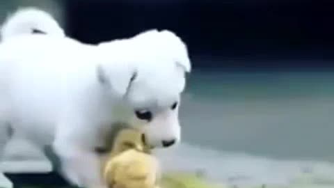 Animal love for animals