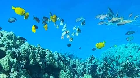 underwater#reef#freedive