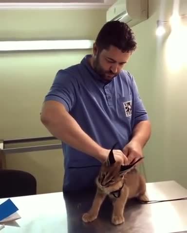 Caracal Hisses at Vet While Being Vaccinated 2