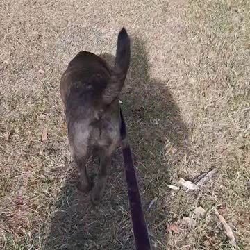 Claire Bear and Tucker Carlson on a Grass Trail