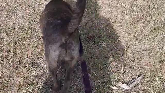 Claire Bear and Tucker Carlson on a Grass Trail