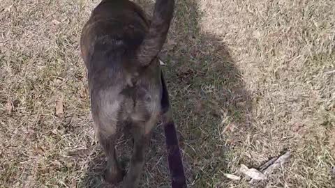 Claire Bear and Tucker Carlson on a Grass Trail