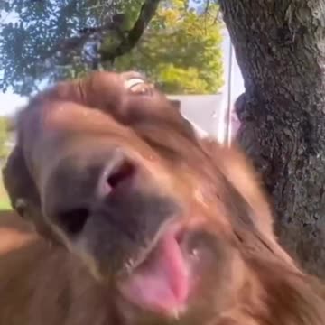 Funny animals #303 😂