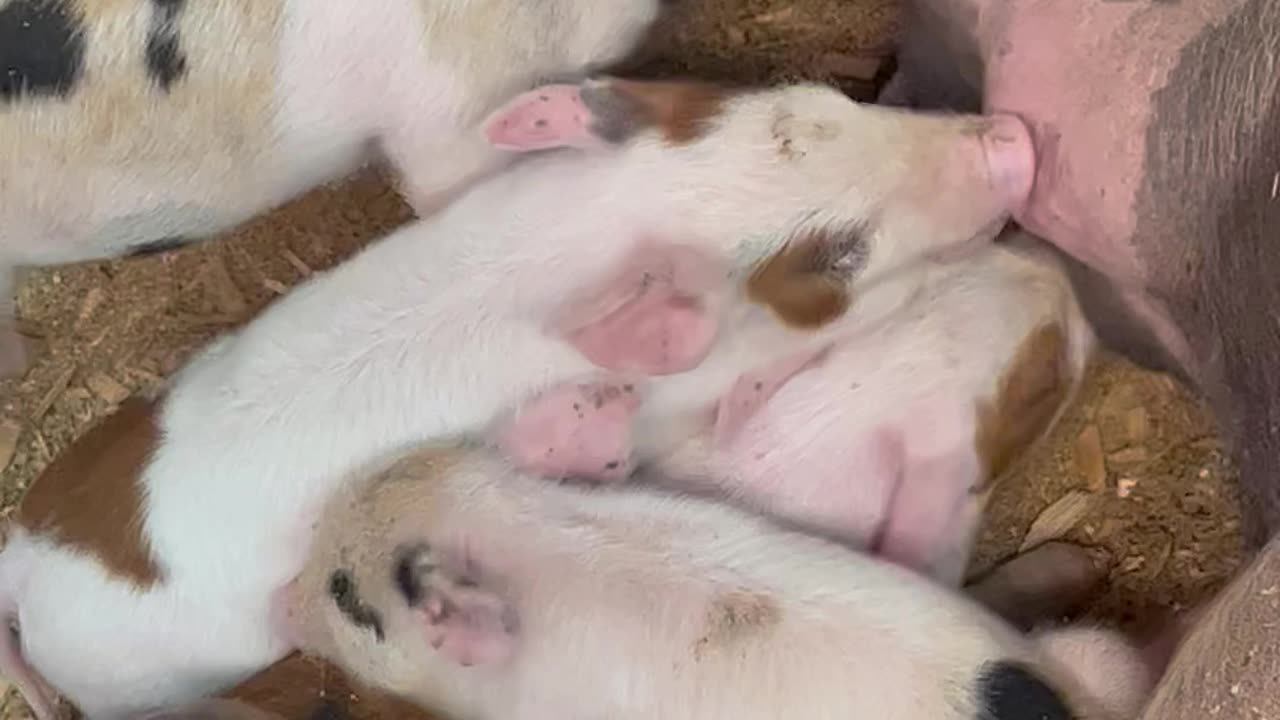 Barnyard Piglets