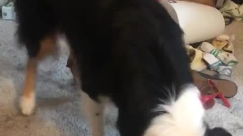 Dog digs into carpet with shadow