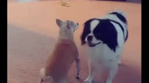 funnydogs2077