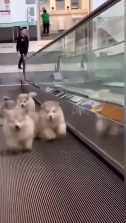 Cutest Baby Alaskan Funny Dogs😍😘 #shorts