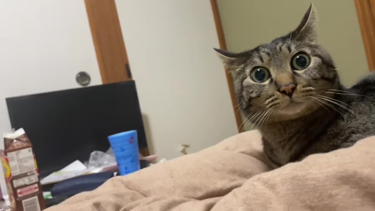 Cat is curious why the house earthquake