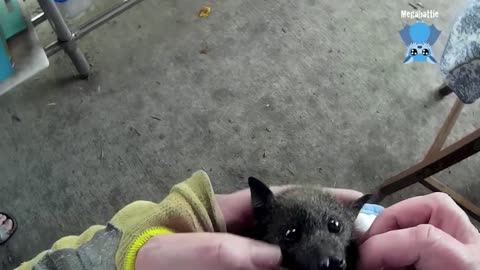 Brushtail possum joeys in care Lucia and Willie