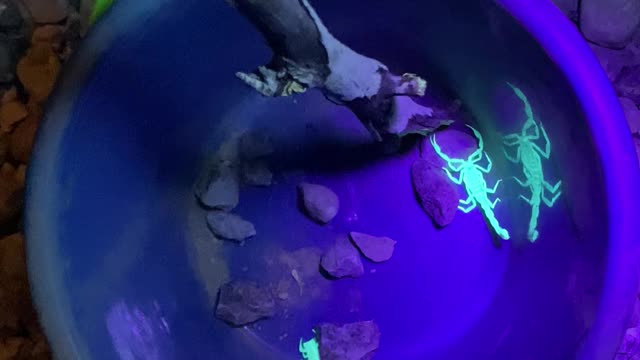 Black light scorpions