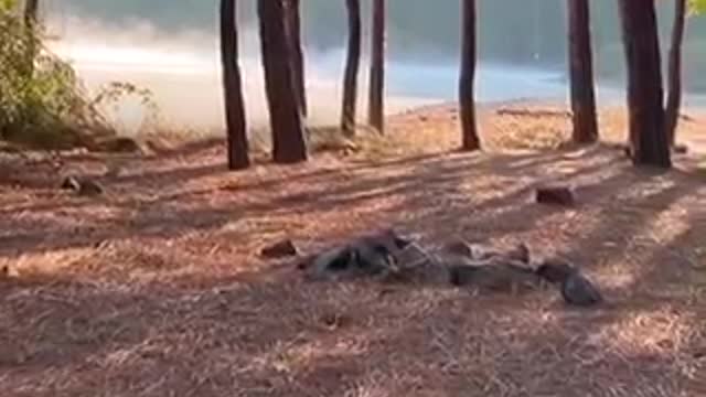 This Bird, Laughing Just Like A Child Creeps Us Out