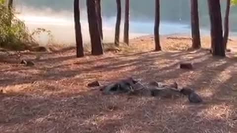 This Bird, Laughing Just Like A Child Creeps Us Out