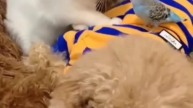 The cat play with little Parrott look awesome 🥰😍😘