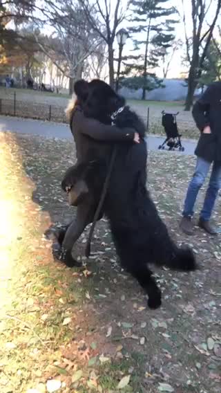 Enormous Newfoundland gives woman full body hug