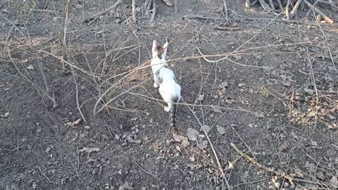 Cute cat having fun with chickens. This cat is very cute