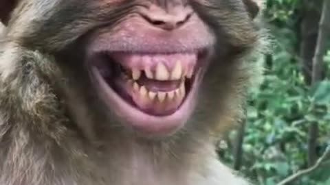 Laughing monkey