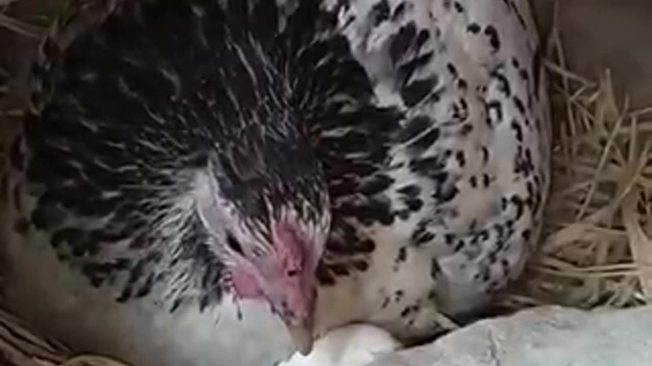 Beautiful chicken 🐓 egg 🥚 trending video