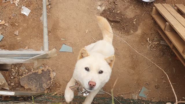 [Dog]Give me some rice