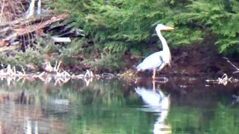 Blue Heron