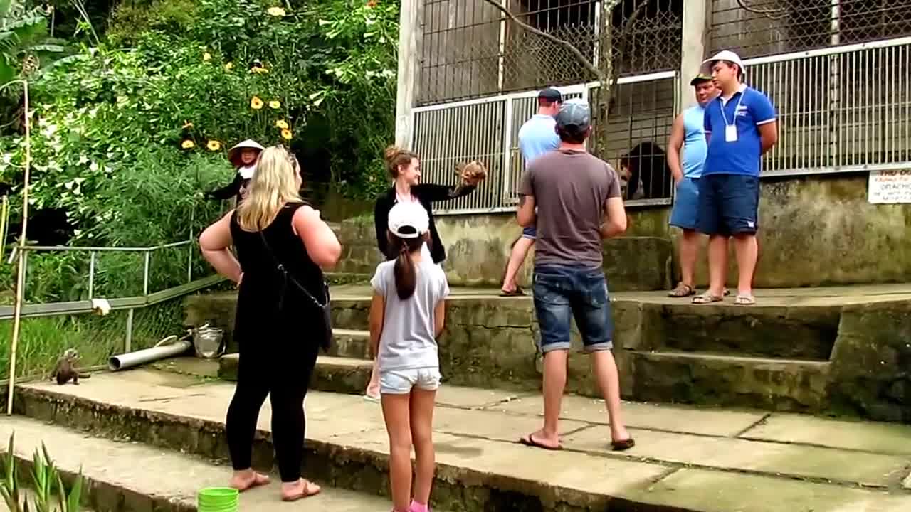 Angry Monkey Bites Girl - Animal Bite Monkey attack