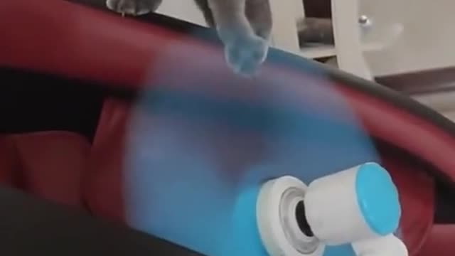 Best Funny Videos 2022 😂 - Funniest Cat electric fan to funny