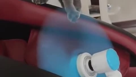 Best Funny Videos 2022 😂 - Funniest Cat electric fan to funny