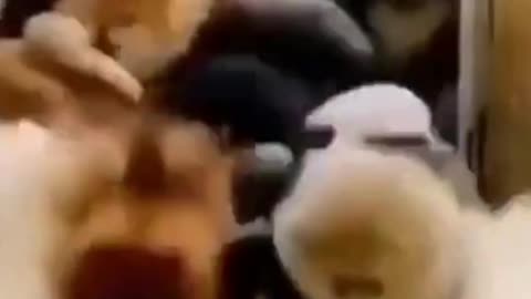 funniest dogs video 2021