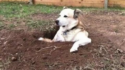 You will LAUGH SO HARD that YOU WILL FAINT - FUNNY DOG compilation
