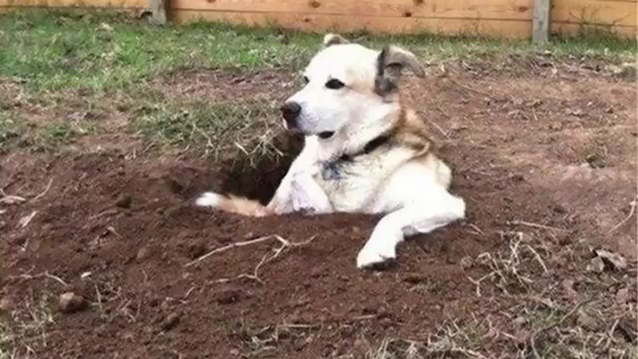 You will LAUGH SO HARD that YOU WILL FAINT - FUNNY DOG compilation